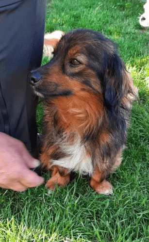 2025 06 10 16 50 51 elwood♥️ dein best friend für immer in niedersachsen lamstedt mischlinge und