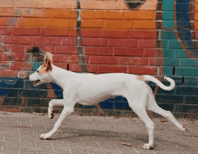 2025 06 10 16 52 17 morris ❤️ sucht spiel, spaß & sein zuhause! in niedersachsen edemissen misch