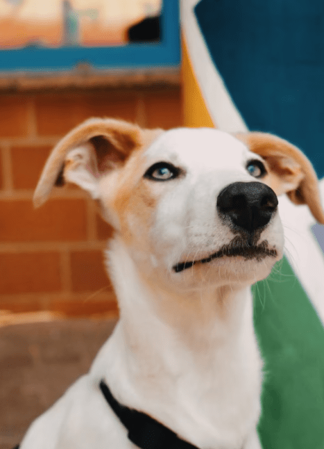 2025 06 10 16 52 49 morris ❤️ sucht spiel, spaß & sein zuhause! in niedersachsen edemissen misch
