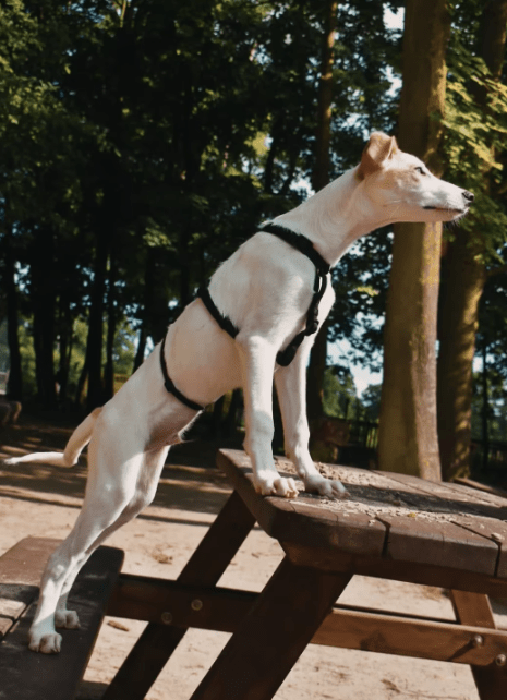 2025 06 10 16 52 57 morris ❤️ sucht spiel, spaß & sein zuhause! in niedersachsen edemissen misch