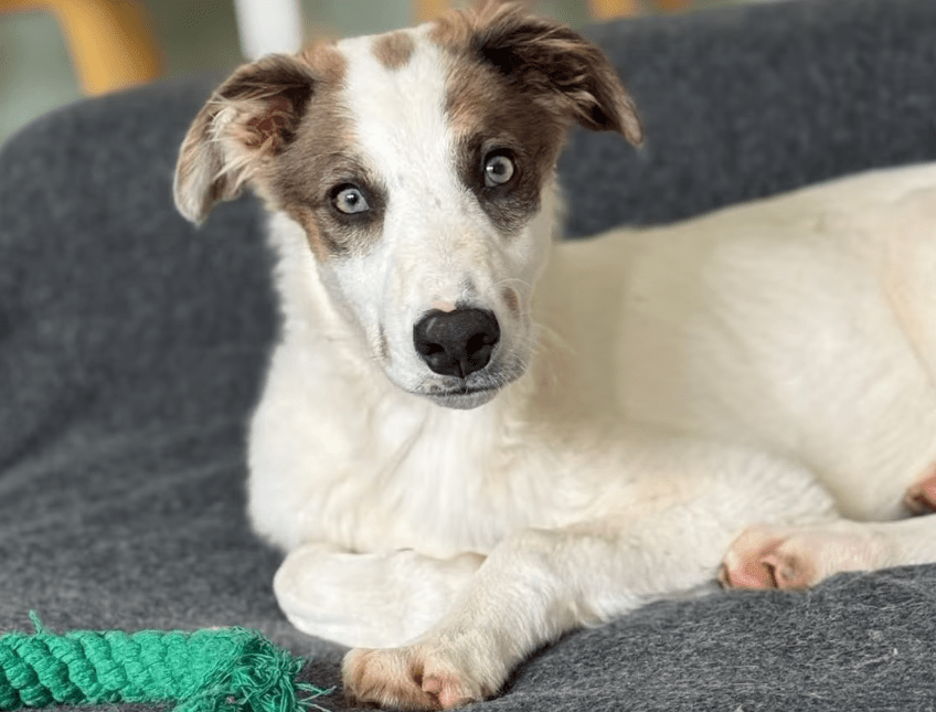 2025 06 10 16 54 14 kuschelkönig mika ❤️ möchte dein bester freund werden! in sachsen kirchberg
