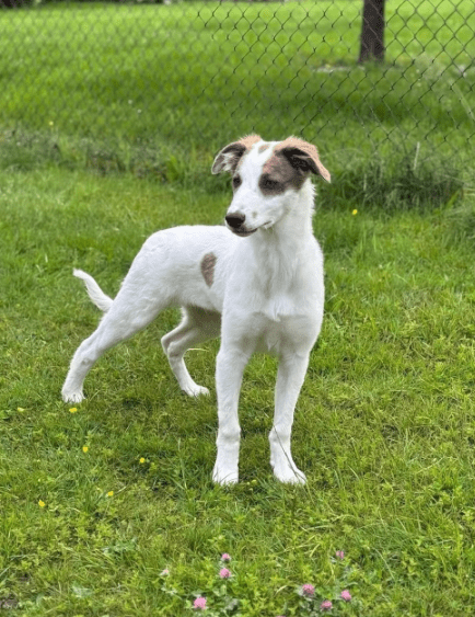 2025 06 10 16 54 20 kuschelkönig mika ❤️ möchte dein bester freund werden! in sachsen kirchberg