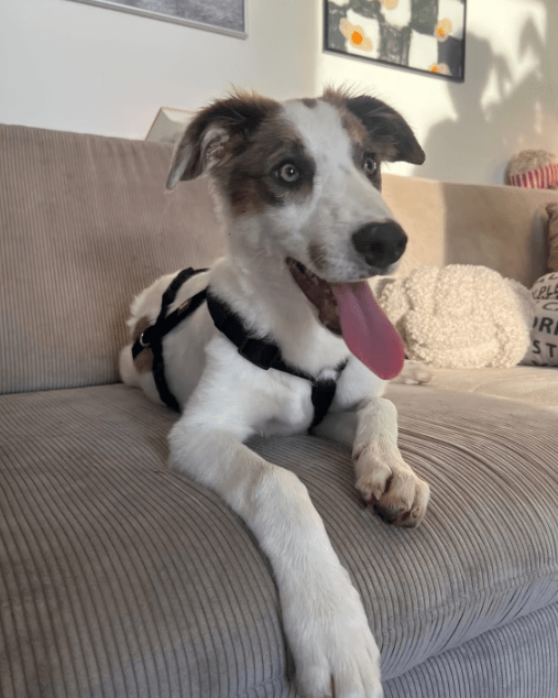 2025 06 10 16 54 24 kuschelkönig mika ❤️ möchte dein bester freund werden! in sachsen kirchberg