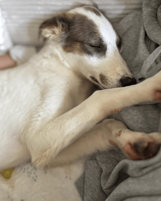 2025 06 10 16 54 33 kuschelkönig mika ❤️ möchte dein bester freund werden! in sachsen kirchberg
