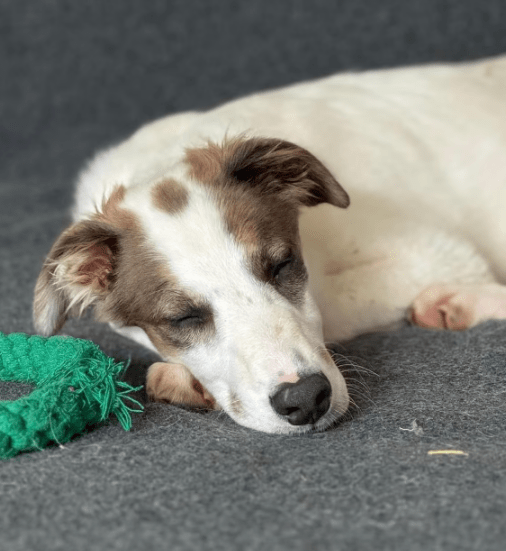 2025 06 10 16 54 39 kuschelkönig mika ❤️ möchte dein bester freund werden! in sachsen kirchberg