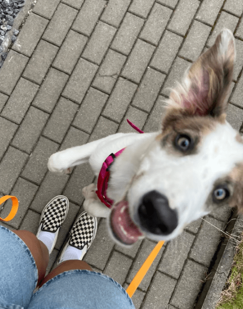 2025 06 10 16 54 48 kuschelkönig mika ❤️ möchte dein bester freund werden! in sachsen kirchberg