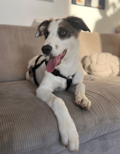 2025 06 10 16 54 52 kuschelkönig mika ❤️ möchte dein bester freund werden! in sachsen kirchberg