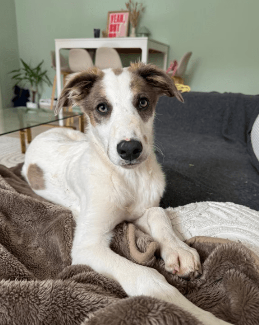 2025 06 10 16 54 57 kuschelkönig mika ❤️ möchte dein bester freund werden! in sachsen kirchberg