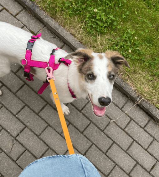 2025 06 10 16 55 02 kuschelkönig mika ❤️ möchte dein bester freund werden! in sachsen kirchberg