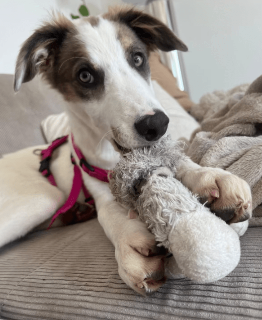 2025 06 10 16 55 08 kuschelkönig mika ❤️ möchte dein bester freund werden! in sachsen kirchberg