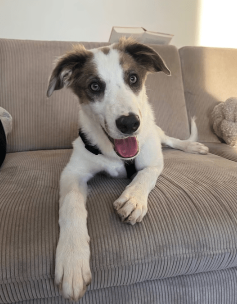 2025 06 10 16 55 14 kuschelkönig mika ❤️ möchte dein bester freund werden! in sachsen kirchberg