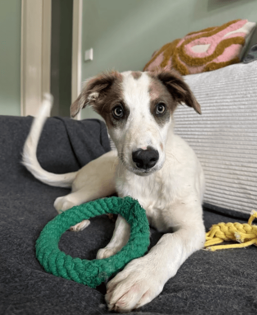 2025 06 10 16 55 19 kuschelkönig mika ❤️ möchte dein bester freund werden! in sachsen kirchberg