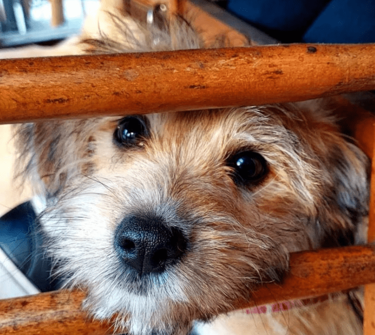 2025 06 10 17 22 38 iggy ❤ kleiner bodyguard auf 4 pfoten in saarbrücken west gersweiler mischl