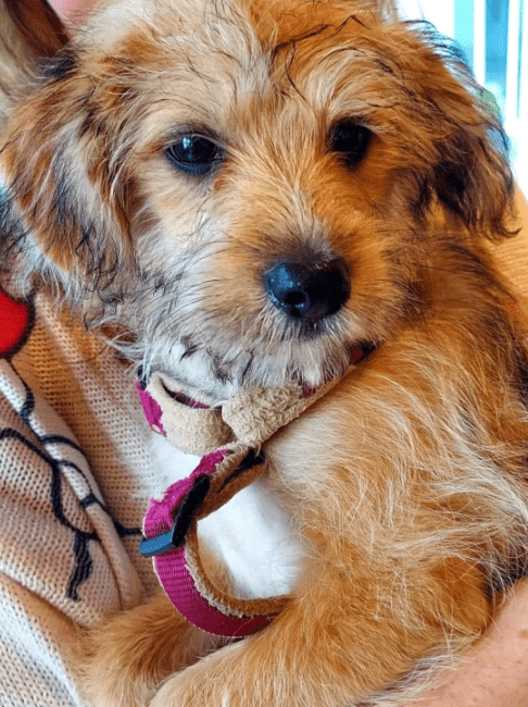2025 06 10 17 22 42 iggy ❤ kleiner bodyguard auf 4 pfoten in saarbrücken west gersweiler mischl