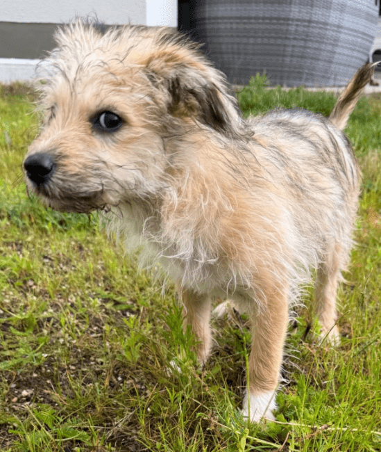2025 06 10 17 22 47 iggy ❤ kleiner bodyguard auf 4 pfoten in saarbrücken west gersweiler mischl