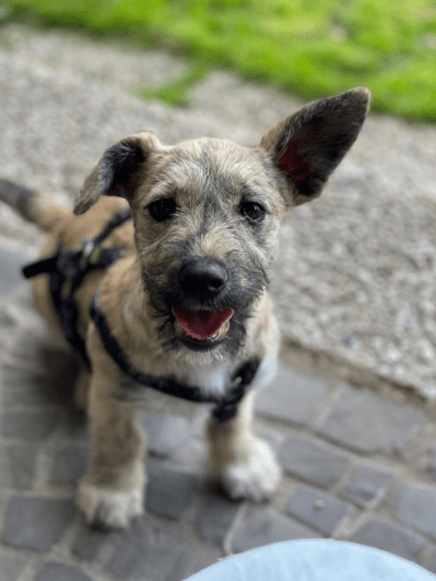 2025 06 16 13 57 58 ziska ❤️mit zauber Öhrchen sucht couch, herz & kekse in nordrhein westfalen he