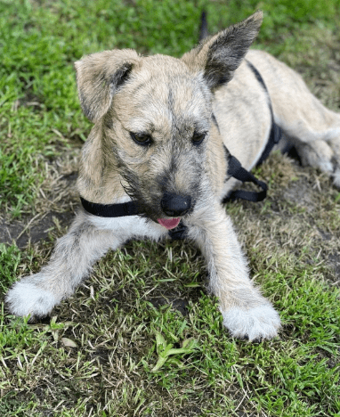 2025 06 16 13 58 02 ziska ❤️mit zauber Öhrchen sucht couch, herz & kekse in nordrhein westfalen he
