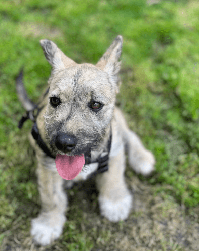 2025 06 16 13 58 07 ziska ❤️mit zauber Öhrchen sucht couch, herz & kekse in nordrhein westfalen he