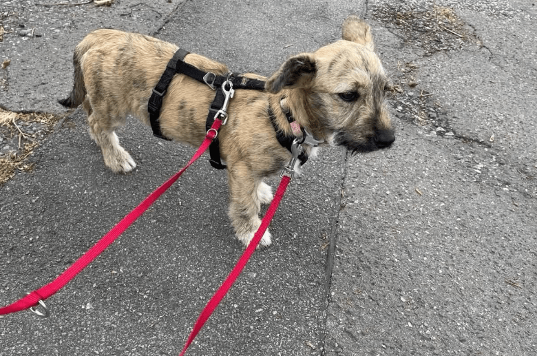 2025 06 16 13 58 12 ziska ❤️mit zauber Öhrchen sucht couch, herz & kekse in nordrhein westfalen he