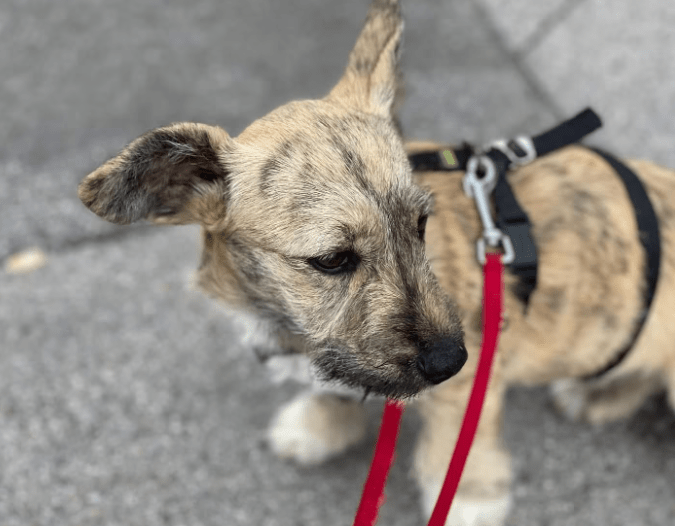 2025 06 16 13 58 22 ziska ❤️mit zauber Öhrchen sucht couch, herz & kekse in nordrhein westfalen he