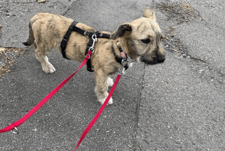 2025 06 16 13 58 28 ziska ❤️mit zauber Öhrchen sucht couch, herz & kekse in nordrhein westfalen he