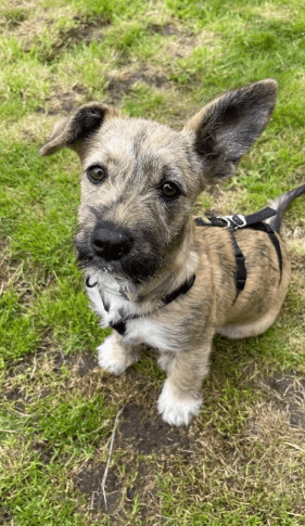 2025 06 16 13 58 33 ziska ❤️mit zauber Öhrchen sucht couch, herz & kekse in nordrhein westfalen he