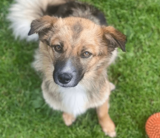 2025 06 22 12 15 10 kleine, drollige djamila ❤️ sucht euch! in niedersachsen springe mischlinge