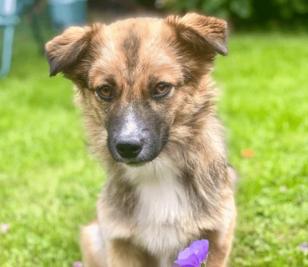 2025 06 22 12 15 15 kleine, drollige djamila ❤️ sucht euch! in niedersachsen springe mischlinge