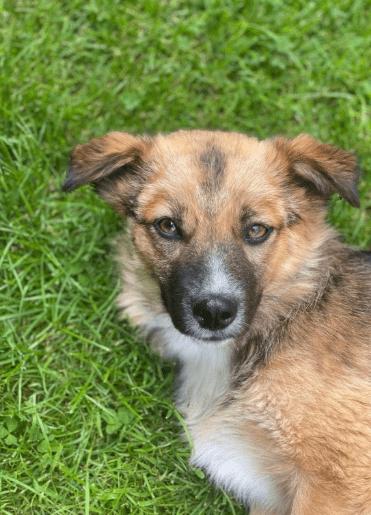 2025 06 22 12 15 20 kleine, drollige djamila ❤️ sucht euch! in niedersachsen springe mischlinge