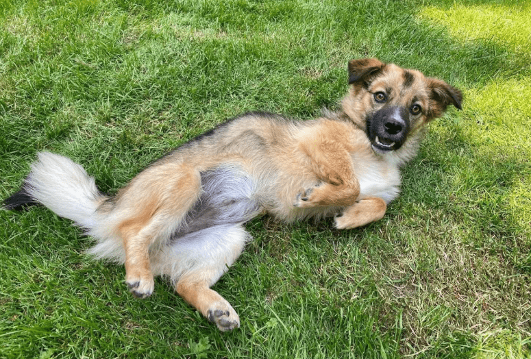 2025 06 22 12 15 24 kleine, drollige djamila ❤️ sucht euch! in niedersachsen springe mischlinge