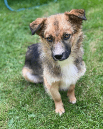 2025 06 22 12 15 30 kleine, drollige djamila ❤️ sucht euch! in niedersachsen springe mischlinge
