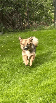 2025 06 22 12 15 35 kleine, drollige djamila ❤️ sucht euch! in niedersachsen springe mischlinge