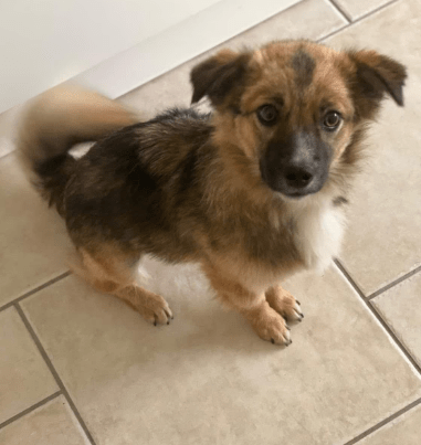 2025 06 22 12 15 44 kleine, drollige djamila ❤️ sucht euch! in niedersachsen springe mischlinge