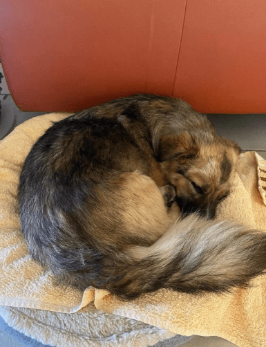 2025 06 22 12 15 50 kleine, drollige djamila ❤️ sucht euch! in niedersachsen springe mischlinge