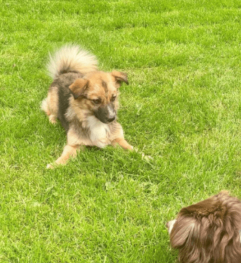 2025 06 22 12 15 56 kleine, drollige djamila ❤️ sucht euch! in niedersachsen springe mischlinge