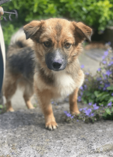 2025 06 22 12 16 00 kleine, drollige djamila ❤️ sucht euch! in niedersachsen springe mischlinge
