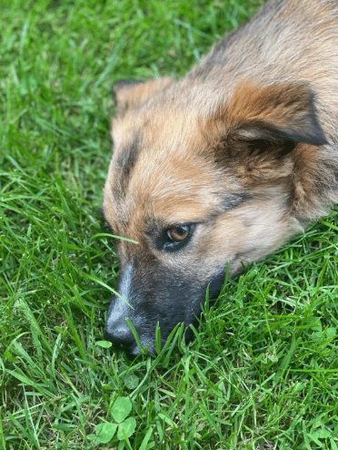 2025 06 22 12 16 06 kleine, drollige djamila ❤️ sucht euch! in niedersachsen springe mischlinge