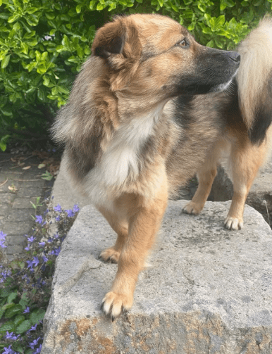 2025 06 22 12 16 12 kleine, drollige djamila ❤️ sucht euch! in niedersachsen springe mischlinge