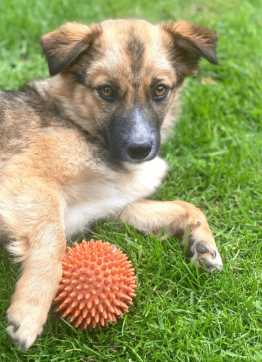 2025 06 22 12 16 19 kleine, drollige djamila ❤️ sucht euch! in niedersachsen springe mischlinge