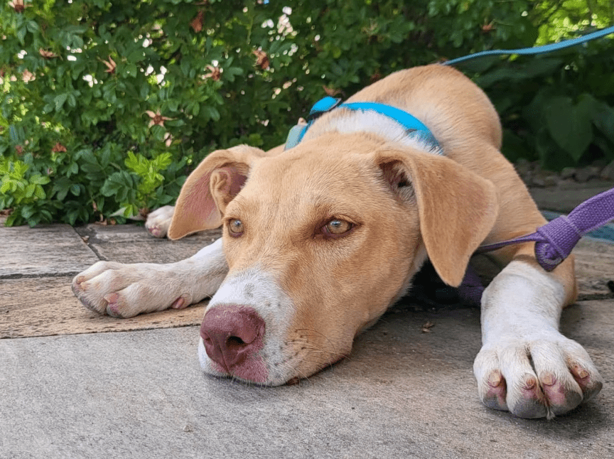 2025 07 09 10 02 56 zauberhafte clio ❤️ sucht ihre menschen! in brandenburg schildow mischlinge