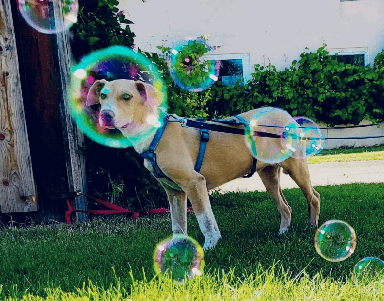 2025 07 09 10 02 59 zauberhafte clio ❤️ sucht ihre menschen! in brandenburg schildow mischlinge