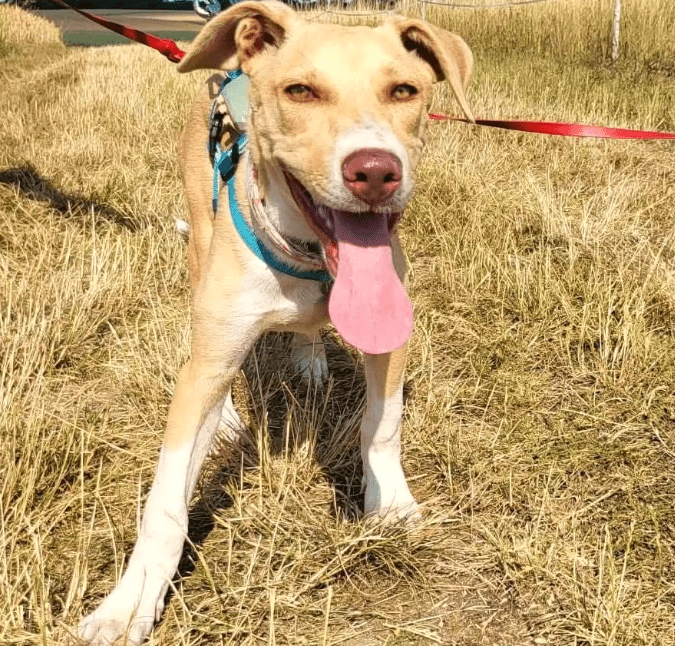 2025 07 09 10 03 06 zauberhafte clio ❤️ sucht ihre menschen! in brandenburg schildow mischlinge