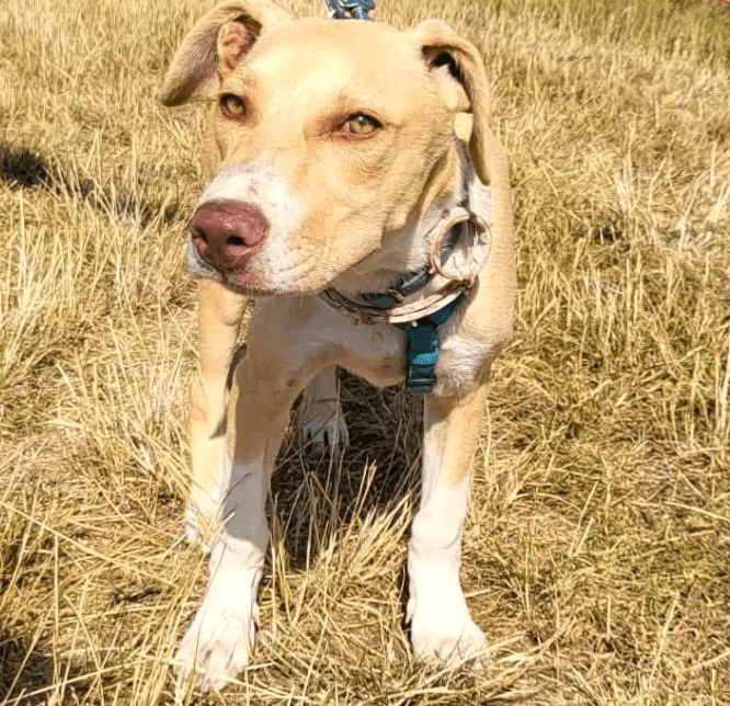 2025 07 09 10 03 12 zauberhafte clio ❤️ sucht ihre menschen! in brandenburg schildow mischlinge