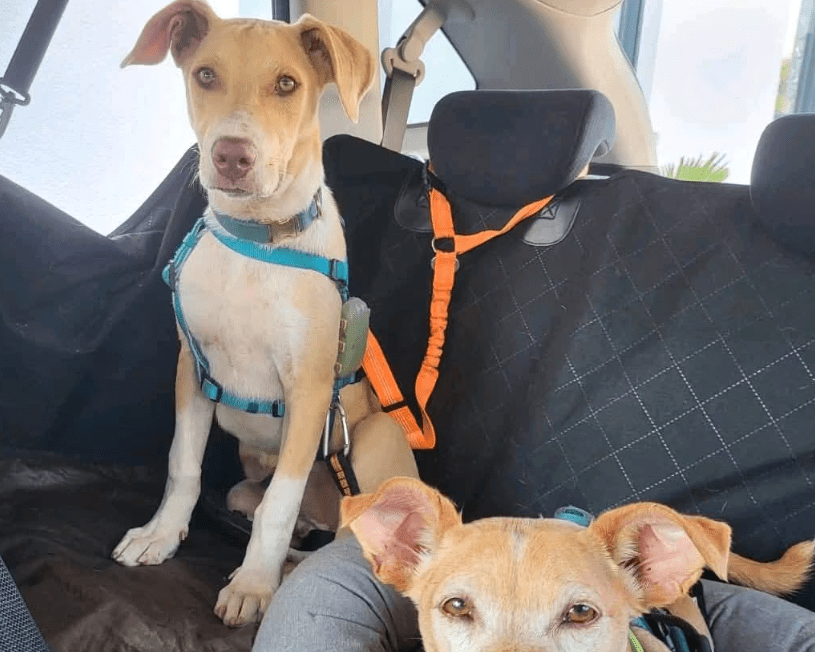 2025 07 09 10 03 16 zauberhafte clio ❤️ sucht ihre menschen! in brandenburg schildow mischlinge