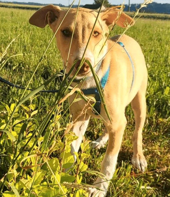 2025 07 09 10 03 21 zauberhafte clio ❤️ sucht ihre menschen! in brandenburg schildow mischlinge