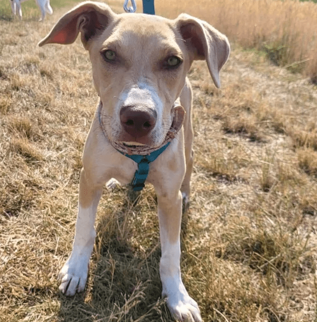 2025 07 09 10 03 25 zauberhafte clio ❤️ sucht ihre menschen! in brandenburg schildow mischlinge