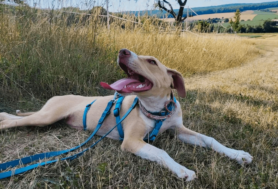 2025 07 09 10 03 30 zauberhafte clio ❤️ sucht ihre menschen! in brandenburg schildow mischlinge