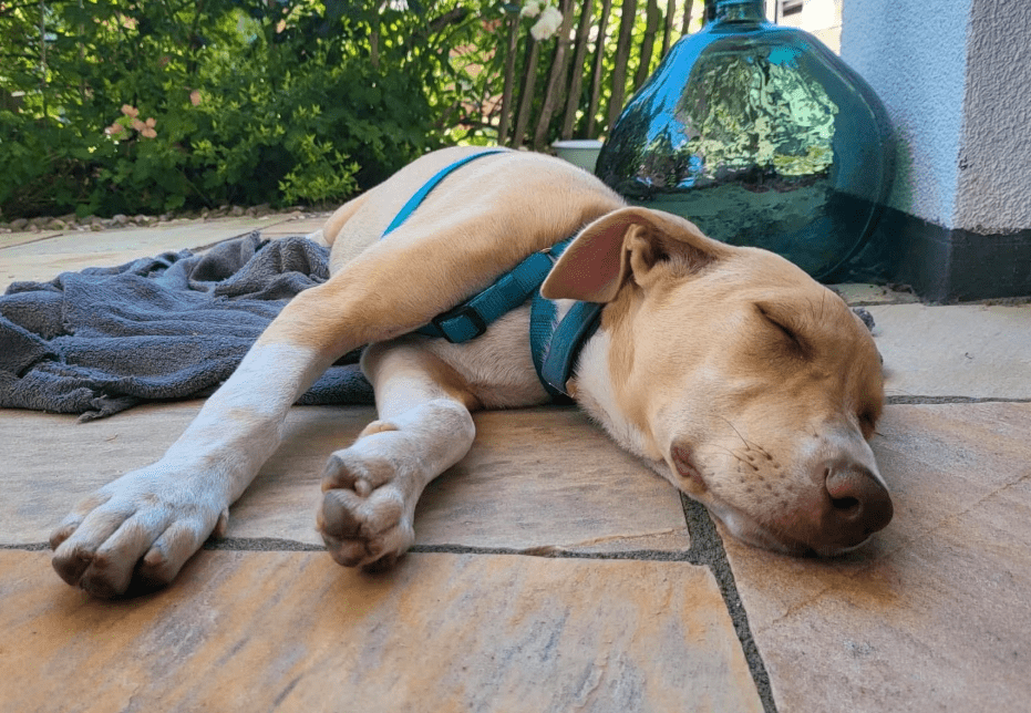 2025 07 09 10 03 34 zauberhafte clio ❤️ sucht ihre menschen! in brandenburg schildow mischlinge