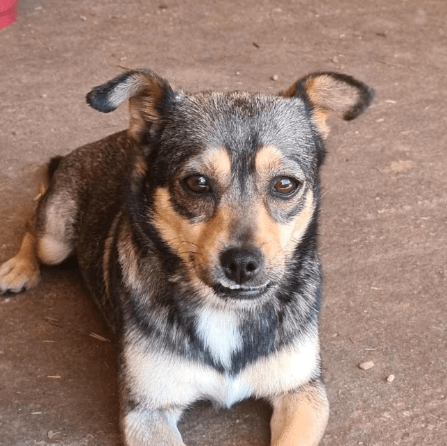 2025 07 16 15 53 56 izzy ❤️ sanfte seele sucht sicheren hafen in niedersachsen melle mischlinge