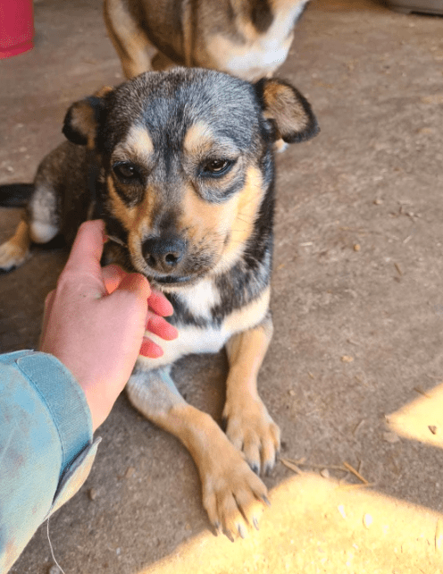 2025 07 16 15 54 00 izzy ❤️ sanfte seele sucht sicheren hafen in niedersachsen melle mischlinge